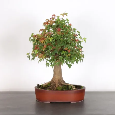 Bonsai Erable Burger AB-1-5