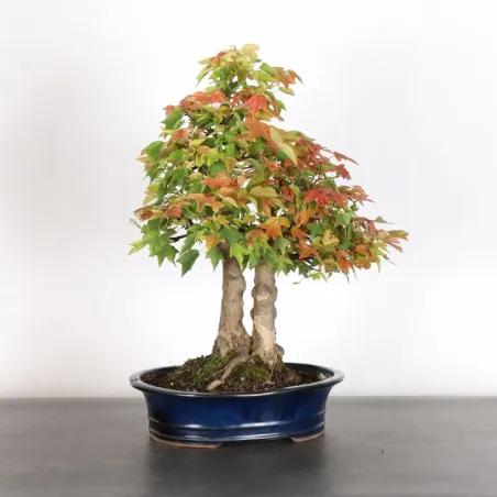 image supplémentaire - maple "acer buergerianum" 3-12
