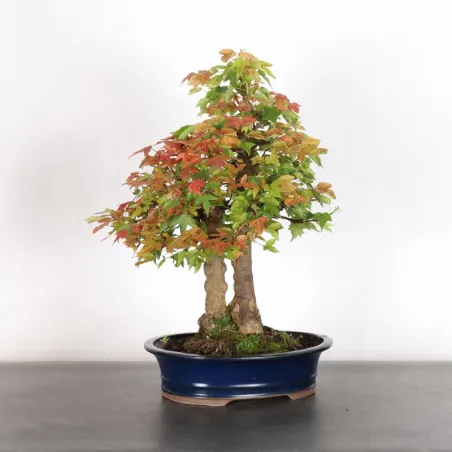 maple "acer buergerianum" 3-12