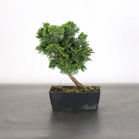 Bonsai Chamaecyparis Nana Gracilis