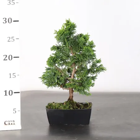 image supplémentaire - JAPANESE FALSE CYPRESS 1-3