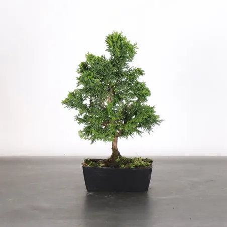 Bonsai Chamaecyparis Nana Gracilis