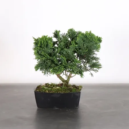 Bonsai Chamaecyparis Nana Gracilis