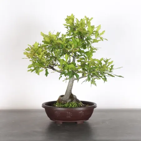 OAK "QUERCUS PALUSTRIS" 1-2