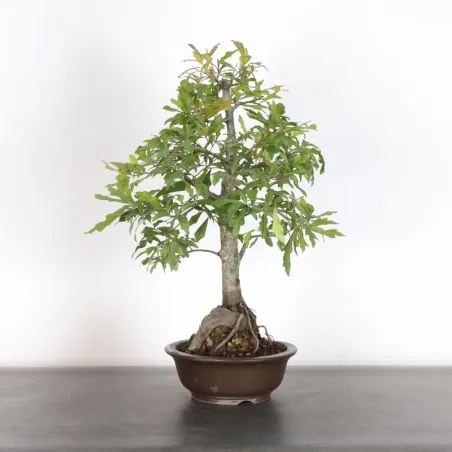 Oak "quercus palustris" 2-8