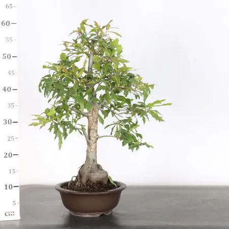 image supplémentaire - Oak "quercus palustris" 2-8