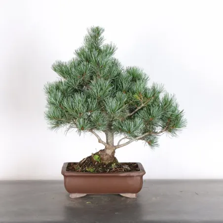 image supplémentaire - JAPANESE WHITE PINE...