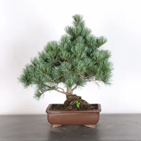 Bonsai Pine Pentaphylla PP-2-2