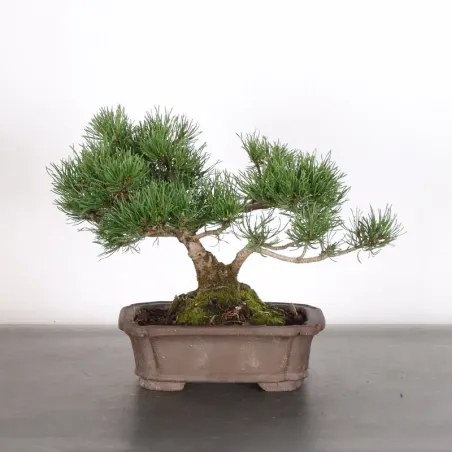 BONSAI PINUS MUGO 3-3