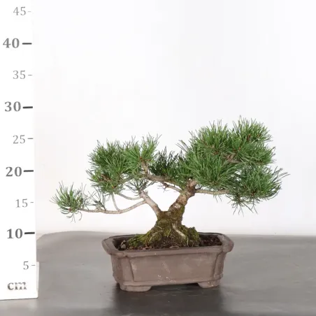 image supplémentaire - BONSAI PINUS MUGO 3-3