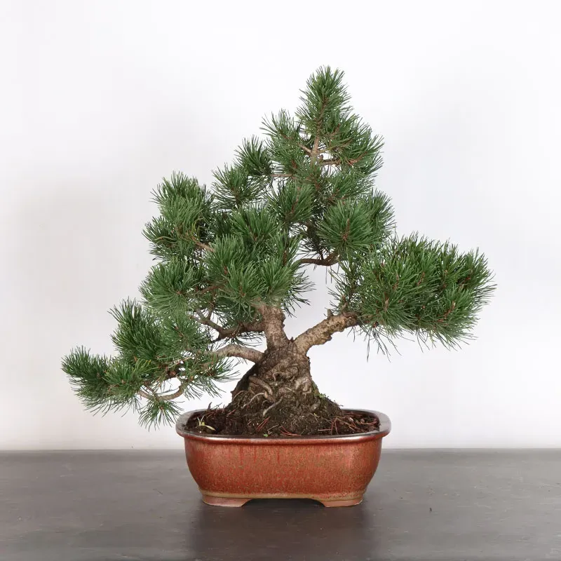 Pin mugo bonsai PM-3-9