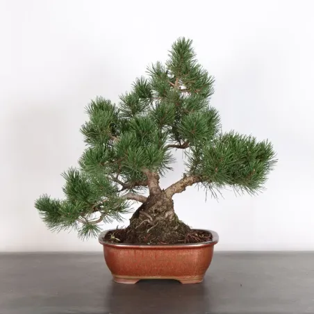 Mugo Bonsai Pine PM-3-9