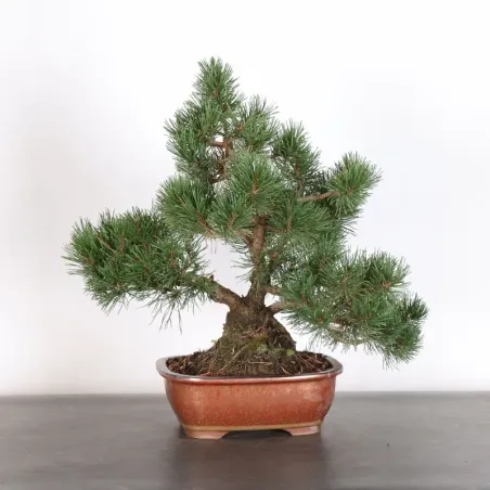 image supplémentaire - BONSAI PINUS MUGO 3-9