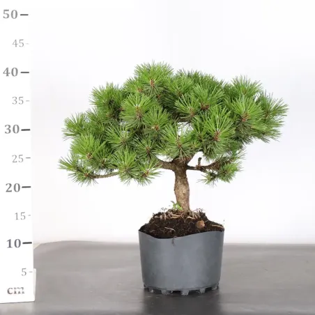 image supplémentaire - BONSAI PIN HUMPY 3-11