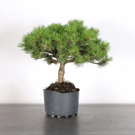 BONSAI PINUS HUMPY 3-11