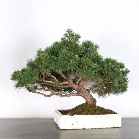 image supplémentaire - PREBONSAI PIN MUGO 3-15