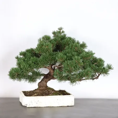 PREBONSAI PINUS MUGO 3-15