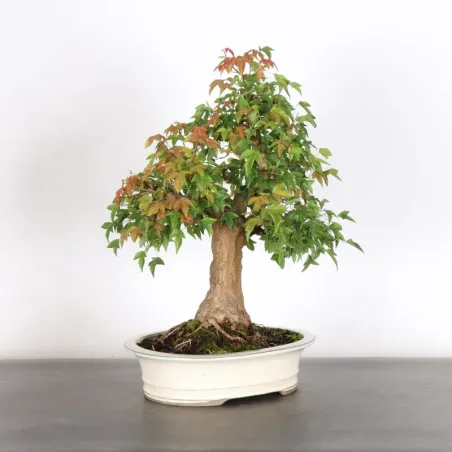 érable "acer buergérianum" 5-10