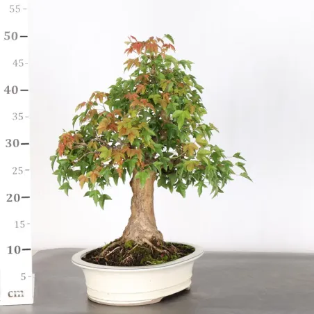 image supplémentaire - Maple "acer buergerianum" 5-10