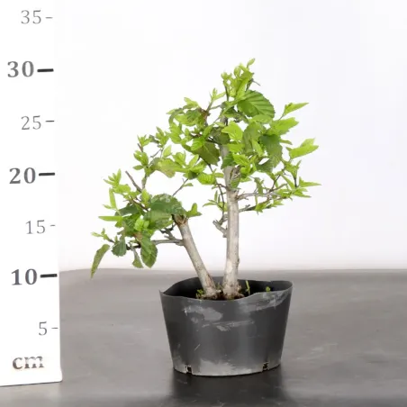 image supplémentaire - PREBONSAI HORNBEAM...