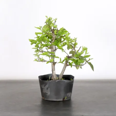 PREBONSAI HORNBEAM "CARPINUS" N°13