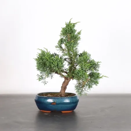 Bonsai Genévrier de Chine