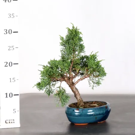 image supplémentaire - GENÉVRIER "JUNIPERUS KISHU"...