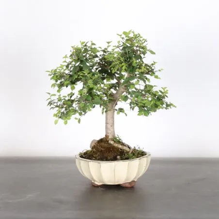Siberian elm "Ulmus pumila" 2-10