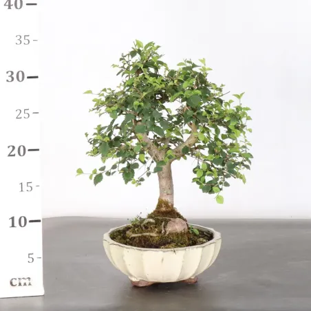 image supplémentaire - Siberian elm "Ulmus pumila"...