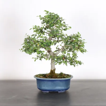 Bonsai Chinese Elm OR-2-8