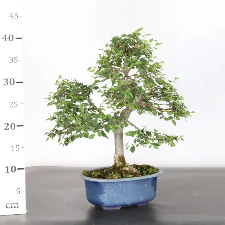 image supplémentaire - Siberian elm "ulmus pumila"...