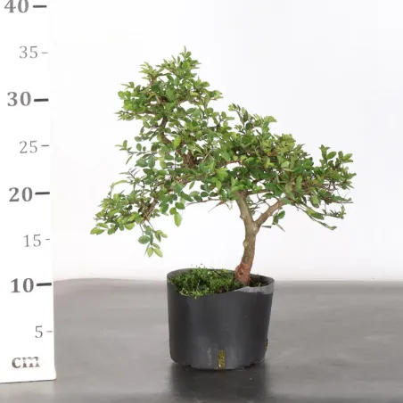 image supplémentaire - PREBONSAI Siberian elm...