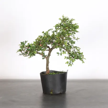Bonsai Chinese Elm OR-2-9