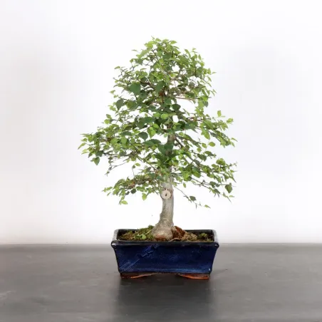 Bonsai Orme de Chine OR-2-16