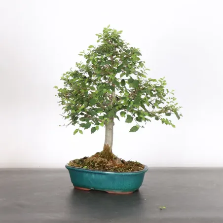 Bonsai Chinese Elm OR-2-6