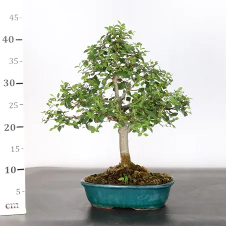 image supplémentaire - Siberian elm "ulmus pumila"...
