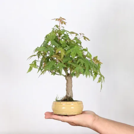 Bonsai Acer palmatum AP-2-8