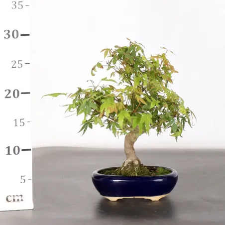image supplémentaire - ERABLE DU JAPON "ACER...