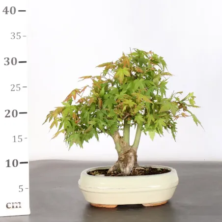image supplémentaire - JAPANESE MAPLE "ACER...