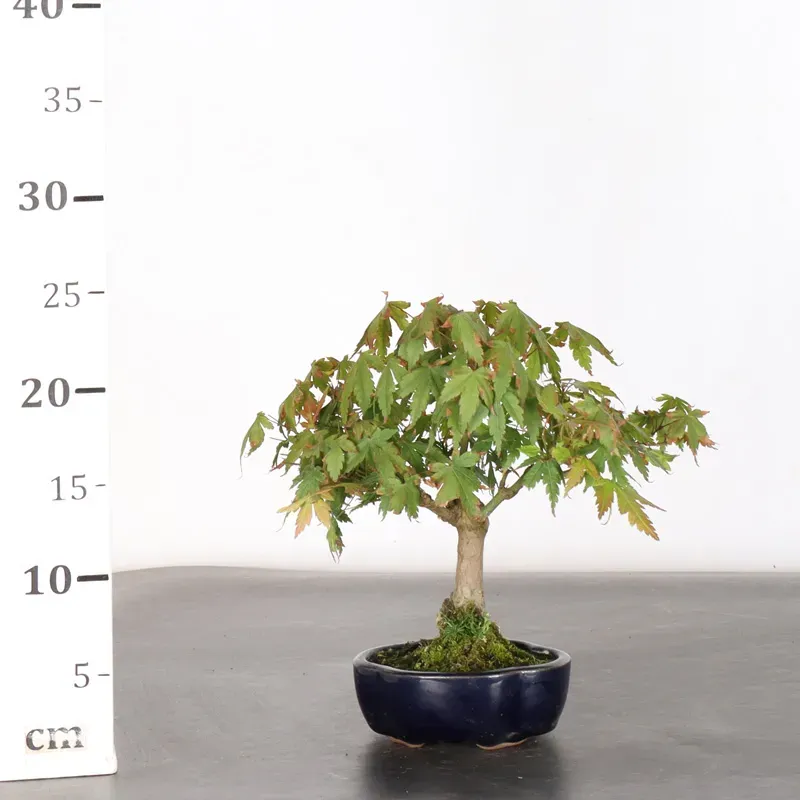 image supplémentaire - JAPANESE MAPLE "ACER...