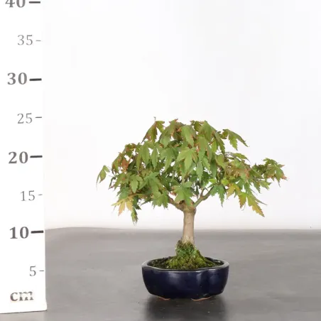 image supplémentaire - JAPANESE MAPLE "ACER...