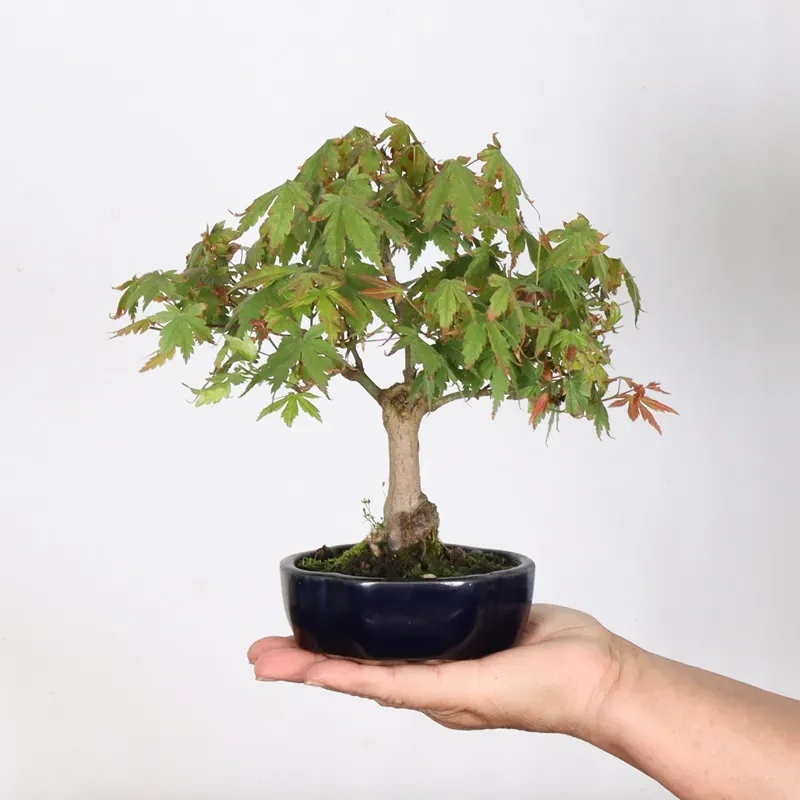 JAPANESE MAPLE "ACER PALMATUM" 3-3