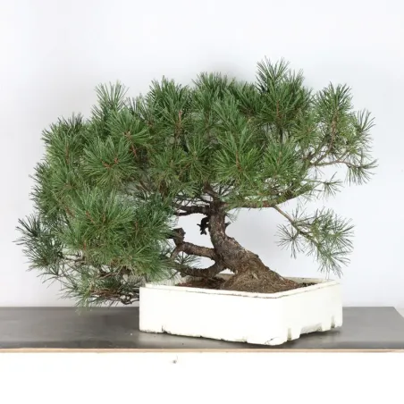 image supplémentaire - BONSAI PIN MUGO 2-14