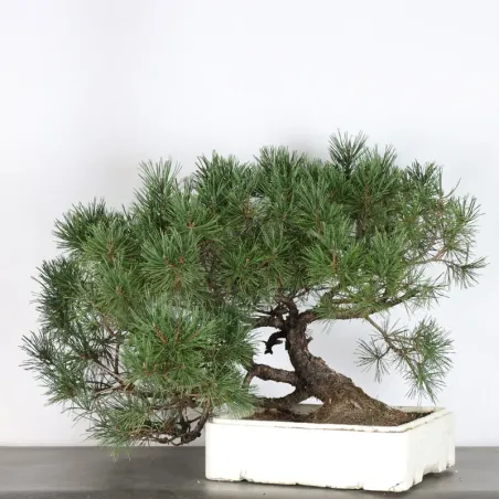 BONSAI PIN MUGO 2-14