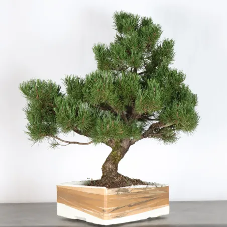 image supplémentaire - BONSAI PIN MUGO 2-12