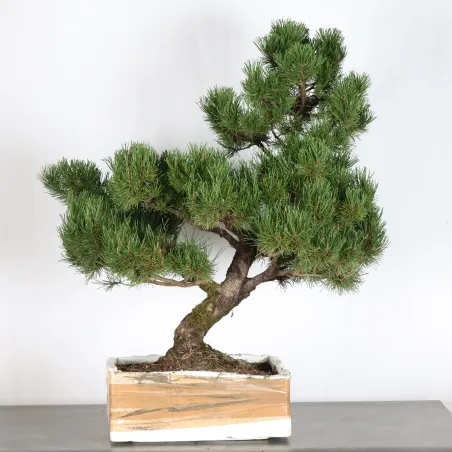 BONSAI PINUS MUGO 2-12