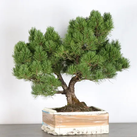 image supplémentaire - PREBONSAI PINUS MUGO 2-7