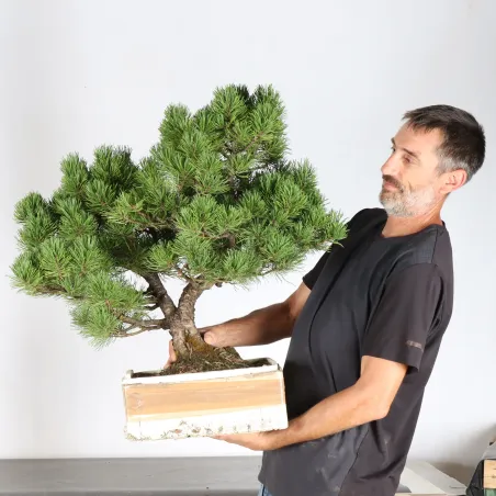 PREBONSAI PINUS MUGO 2-7
