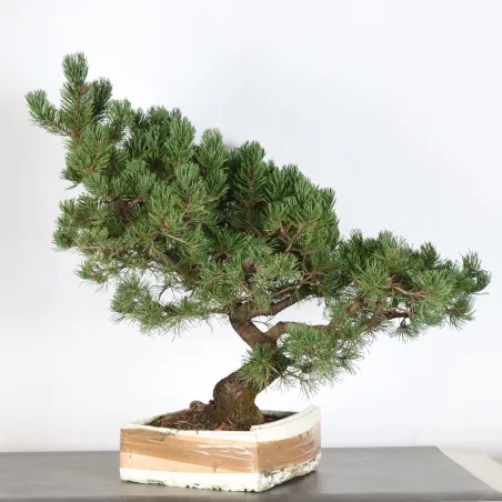 Pin mugo bonsai PM-2-6