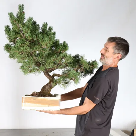 image supplémentaire - PREBONSAI PINUS MUGO 2-6
